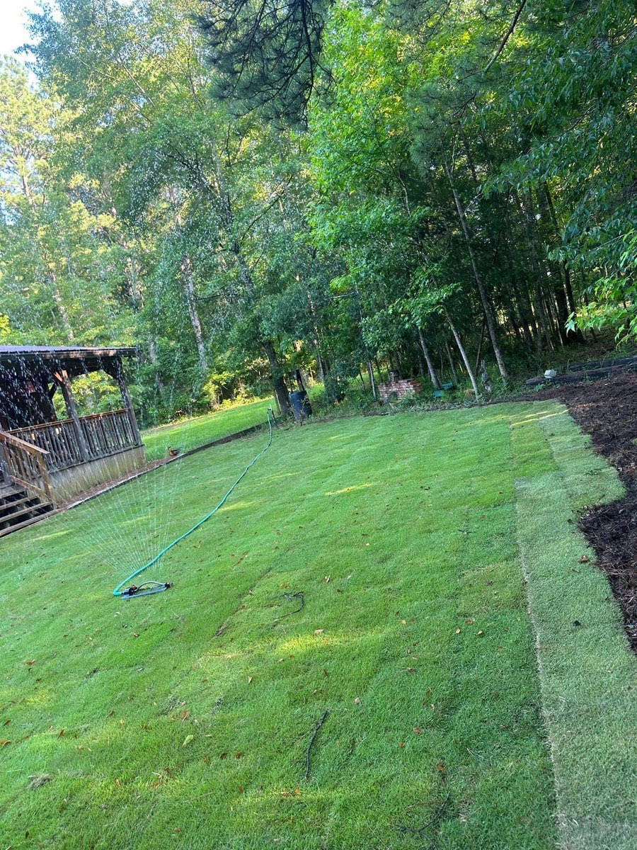 Fresh sod installation with sprinkler running